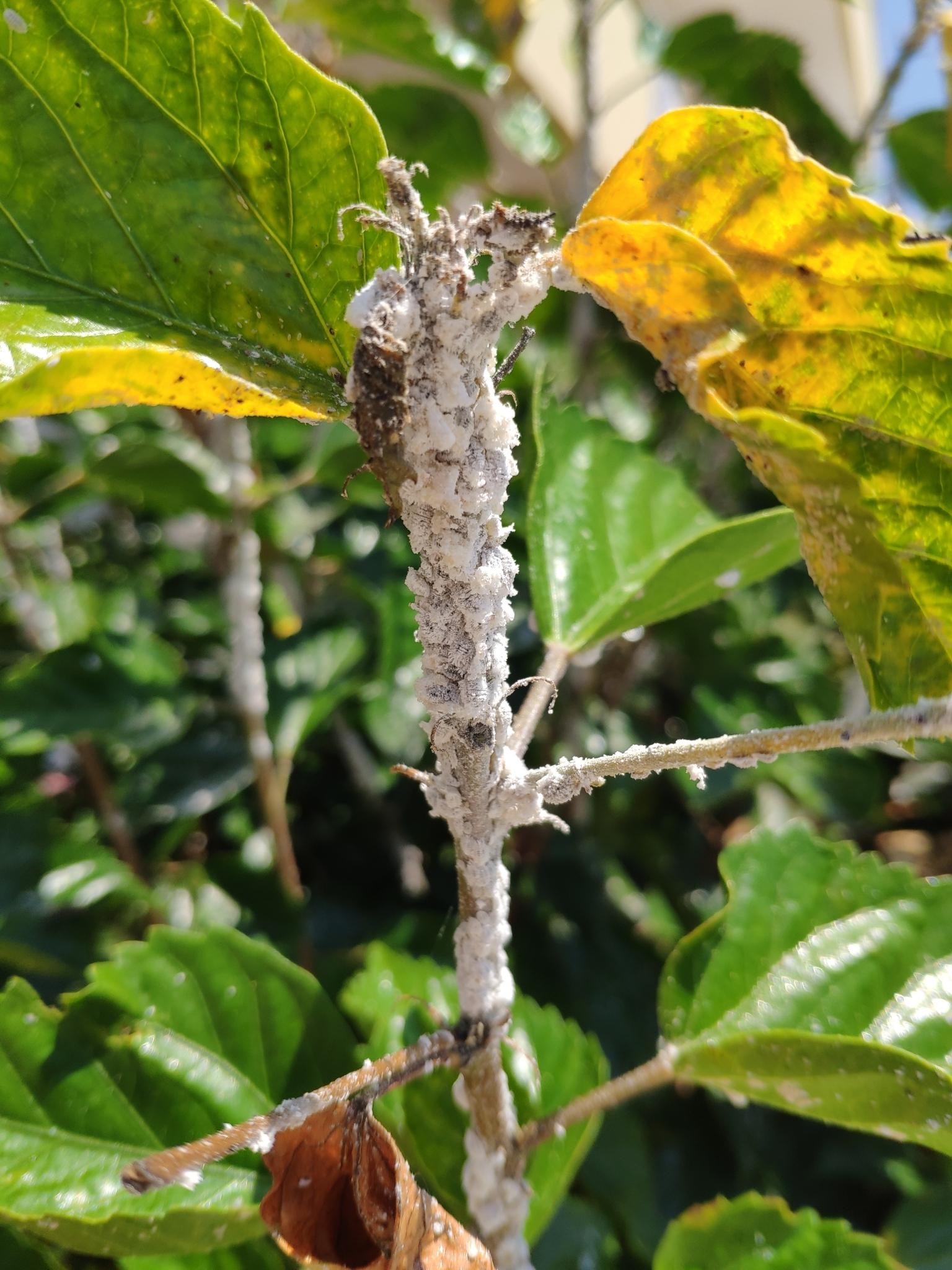 Maconellicoccus hirsutus