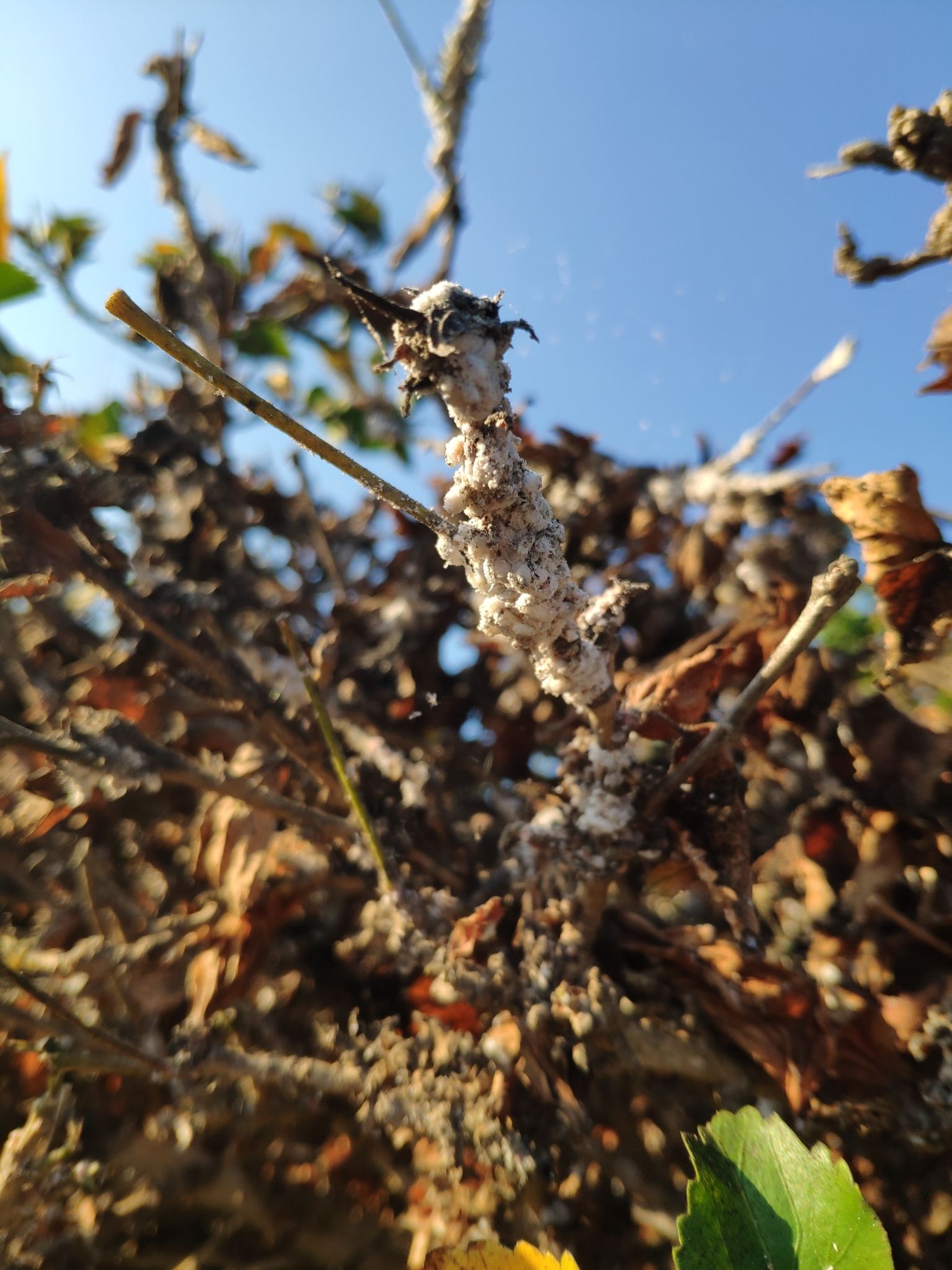 Maconellicoccus hirsutus