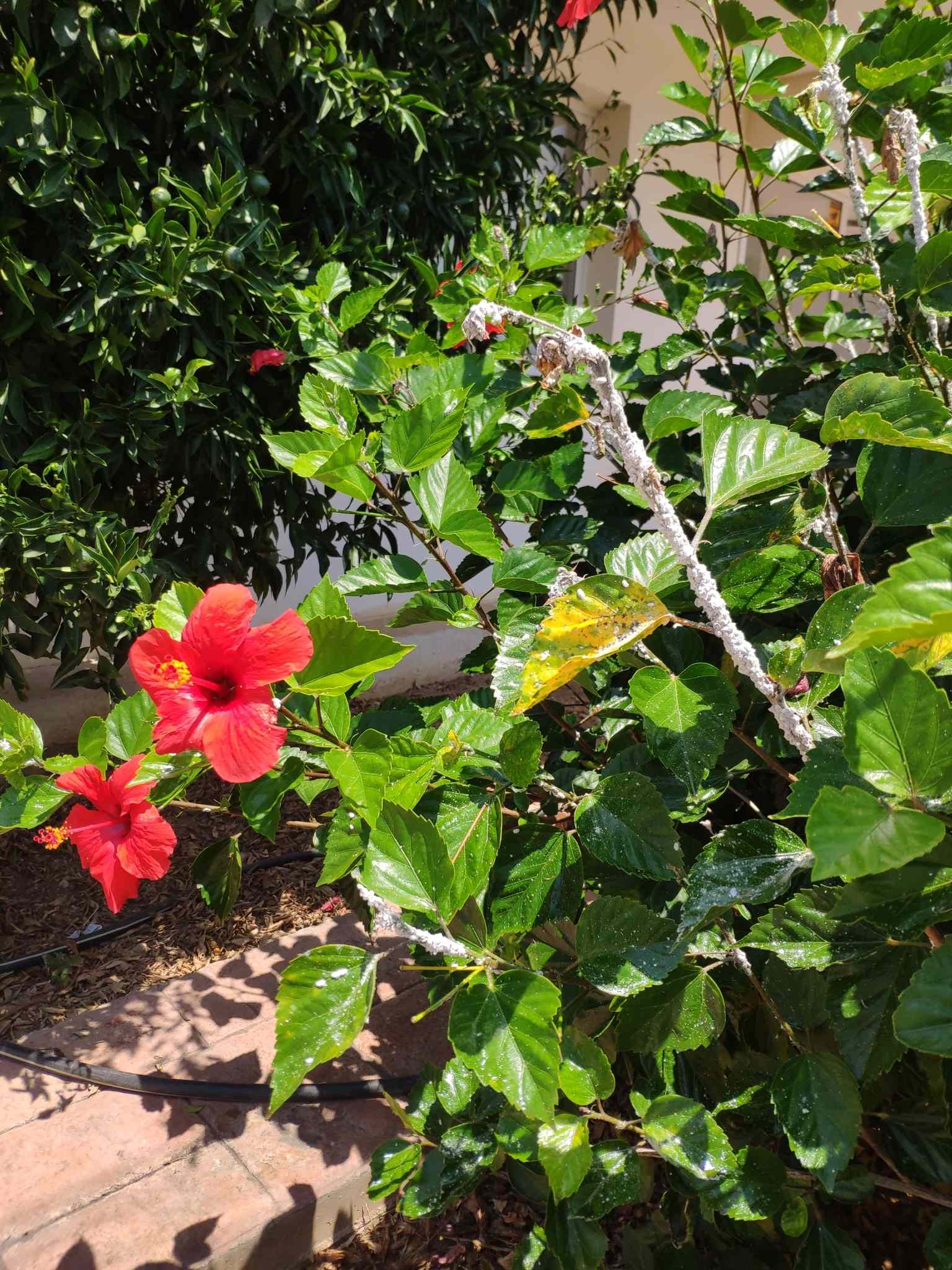 Maconellicoccus hirsutus