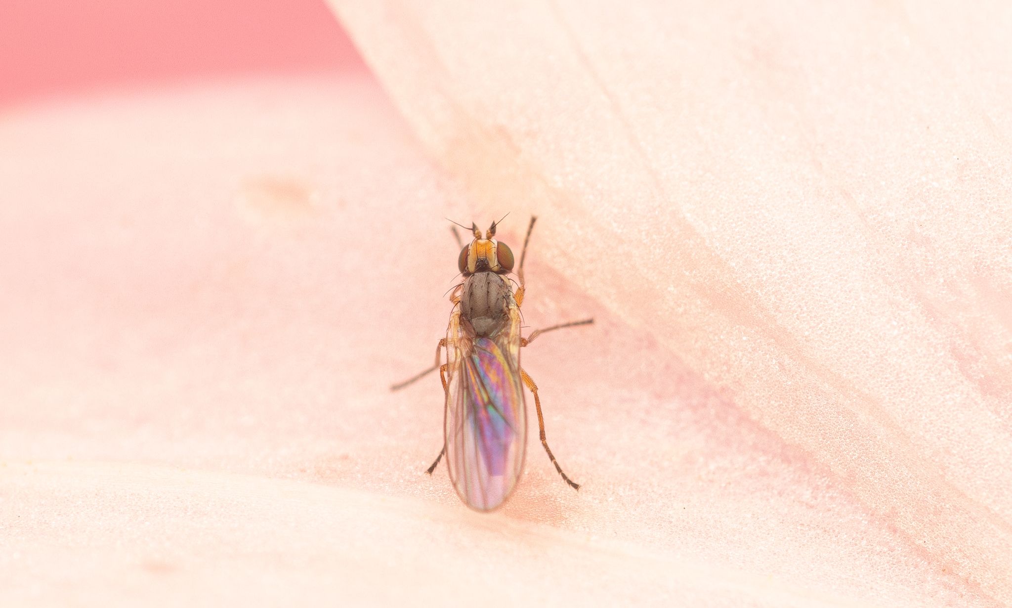 Cerodontha australis