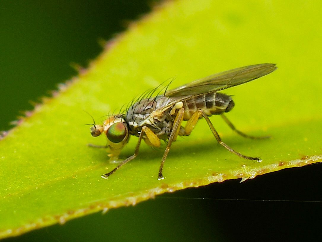 Cerodontha australis