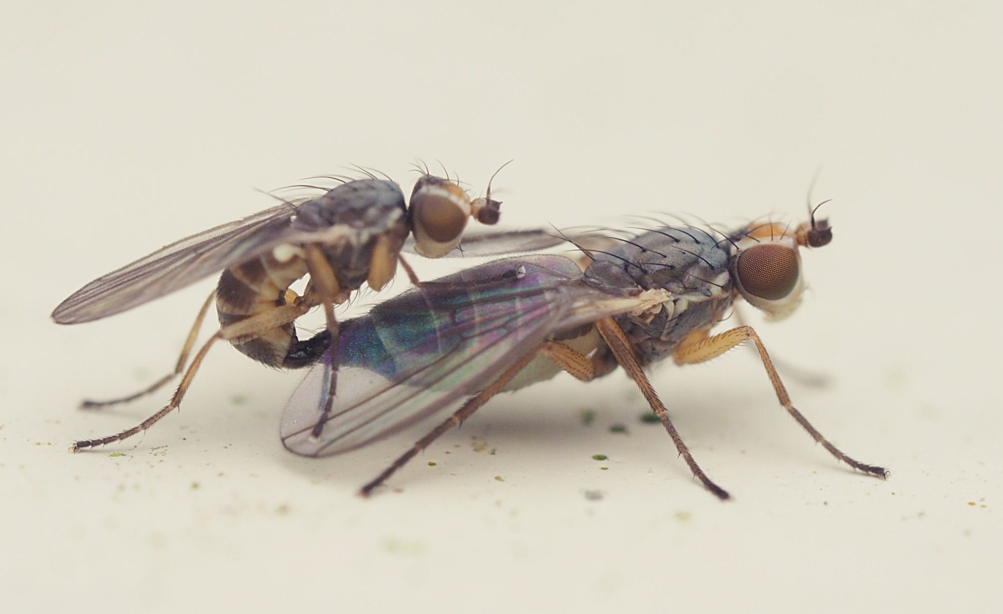 Cerodontha australis