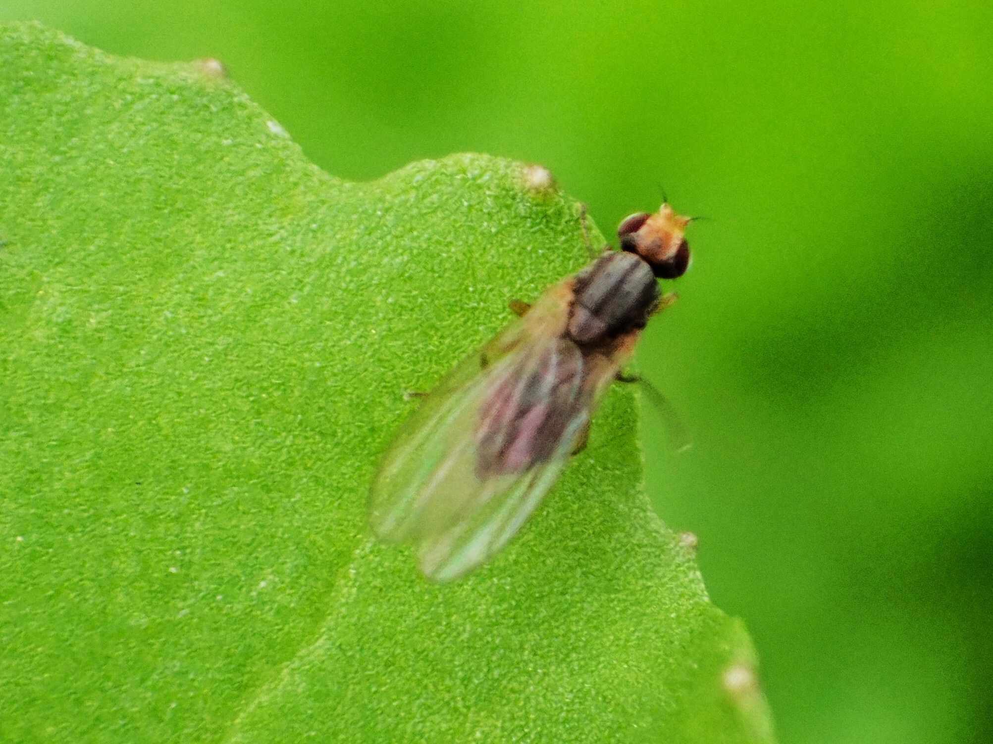 Cerodontha australis