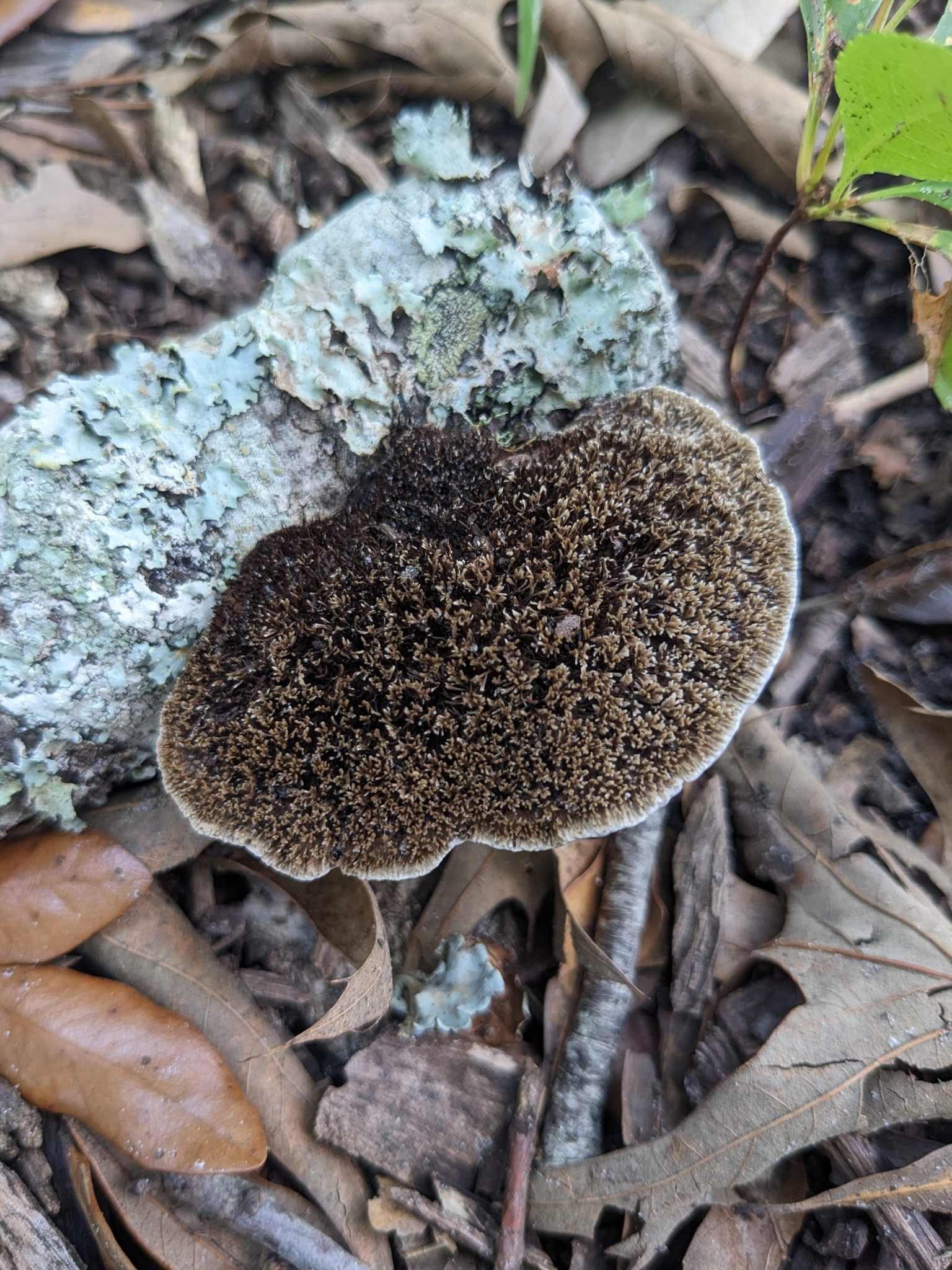 Cerrena hydnoides