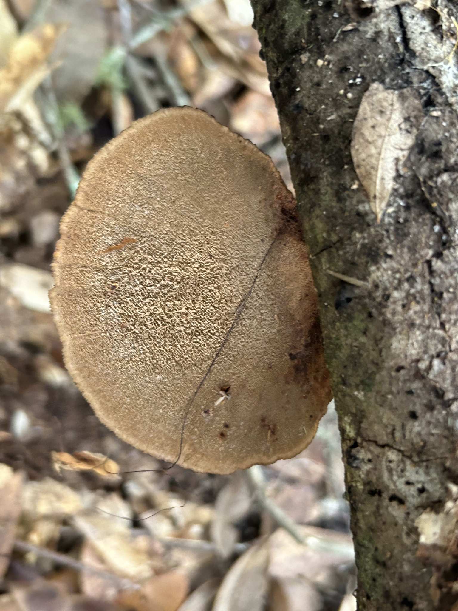 Cerrena hydnoides