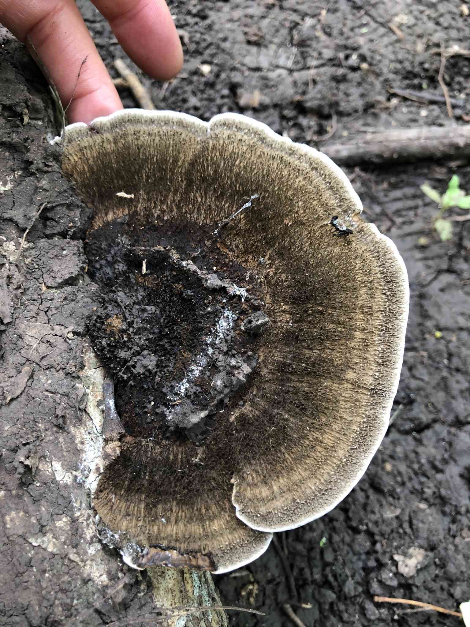 Cerrena hydnoides