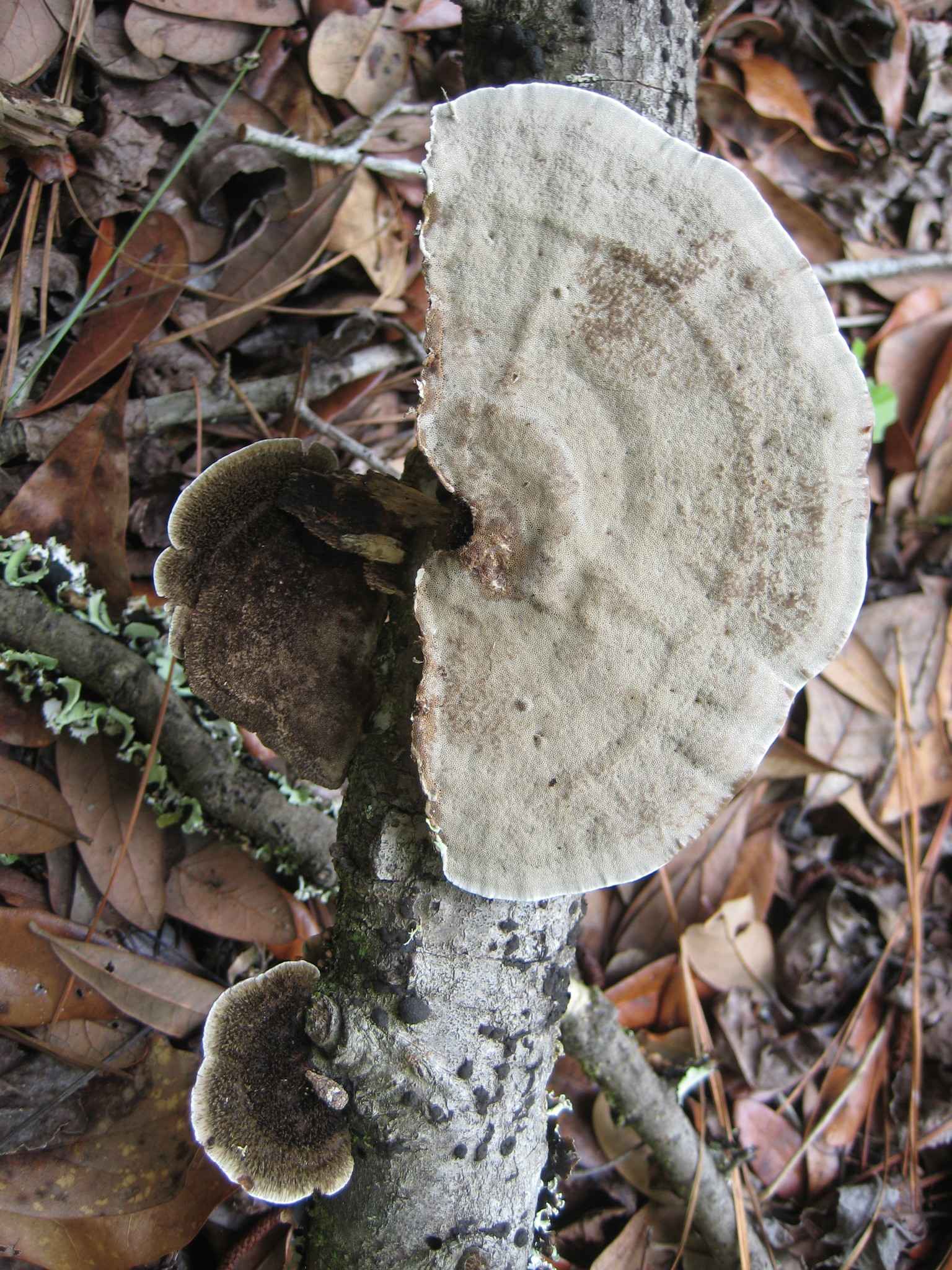 Cerrena hydnoides