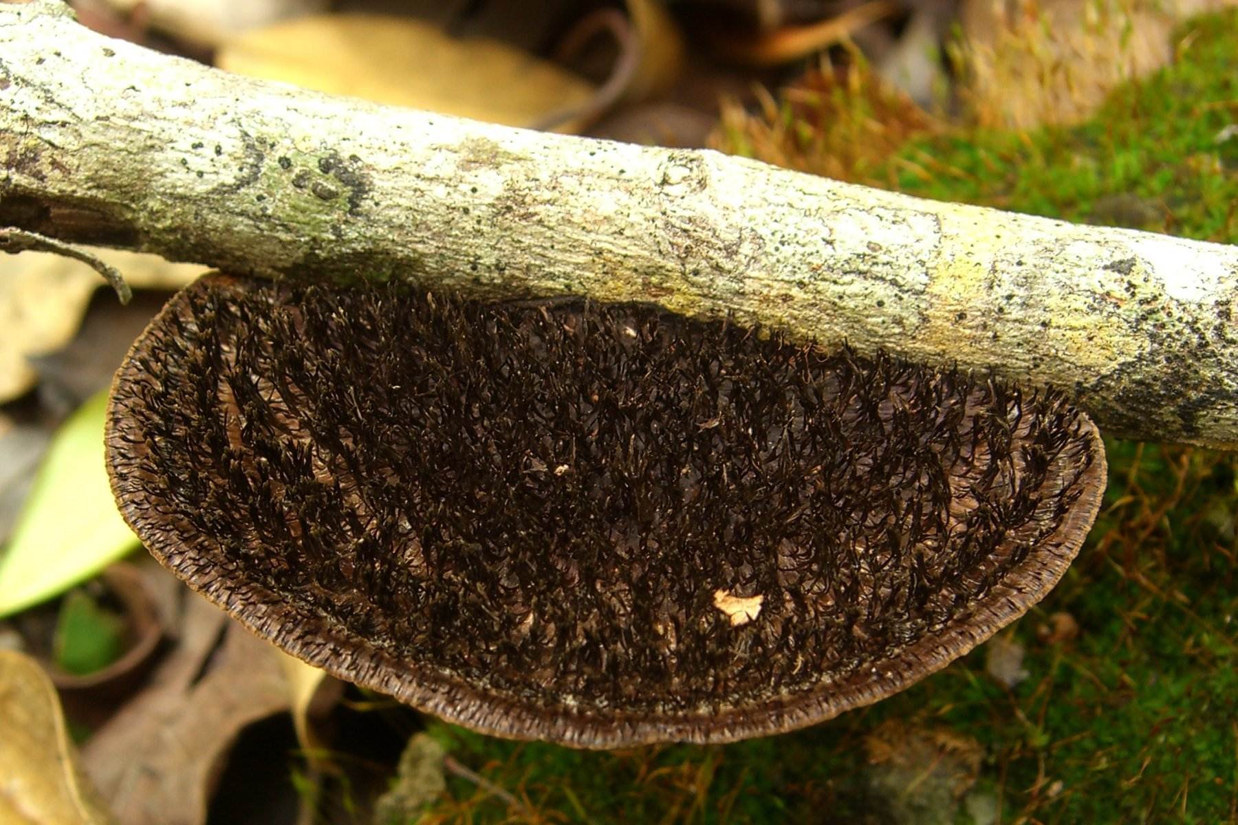 Cerrena hydnoides