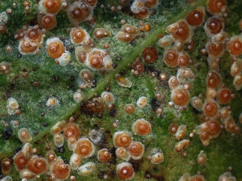 Aonidiella aurantii
