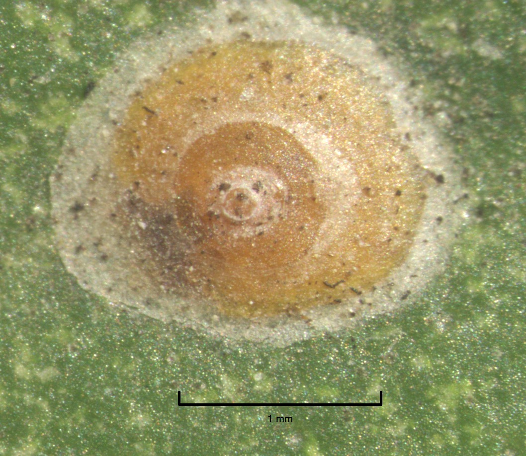 Aonidiella aurantii