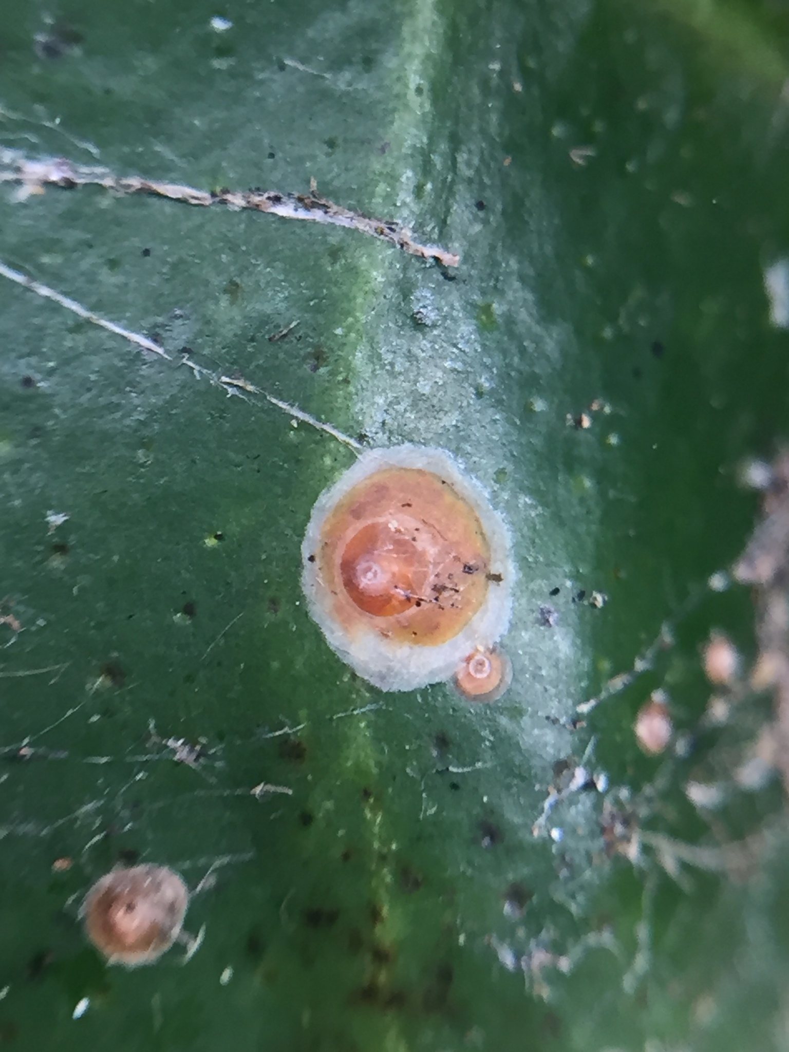 Aonidiella aurantii