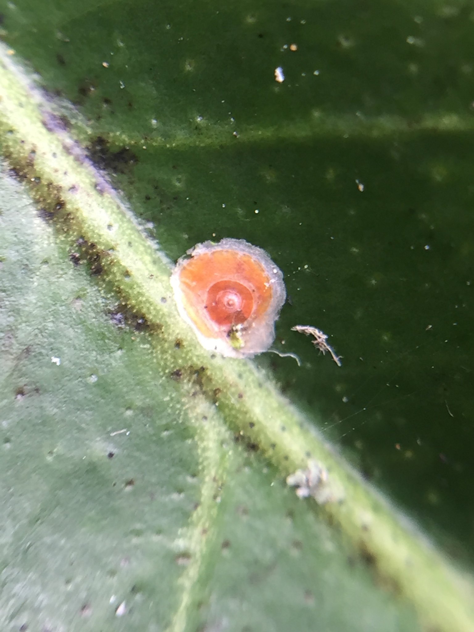 Aonidiella aurantii
