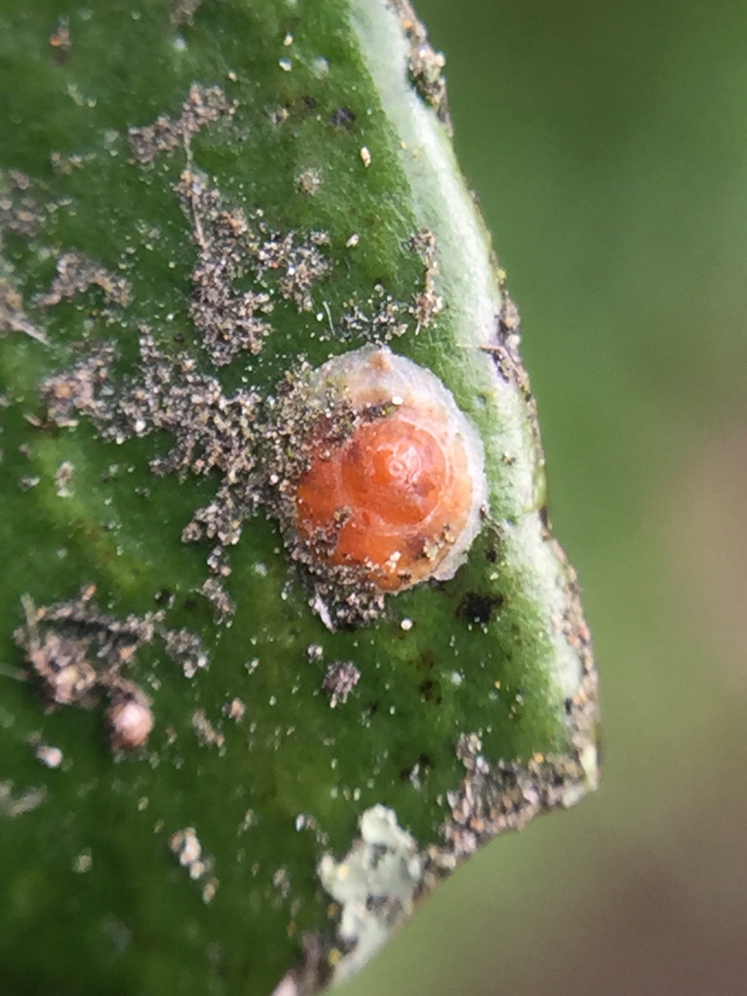 Aonidiella aurantii