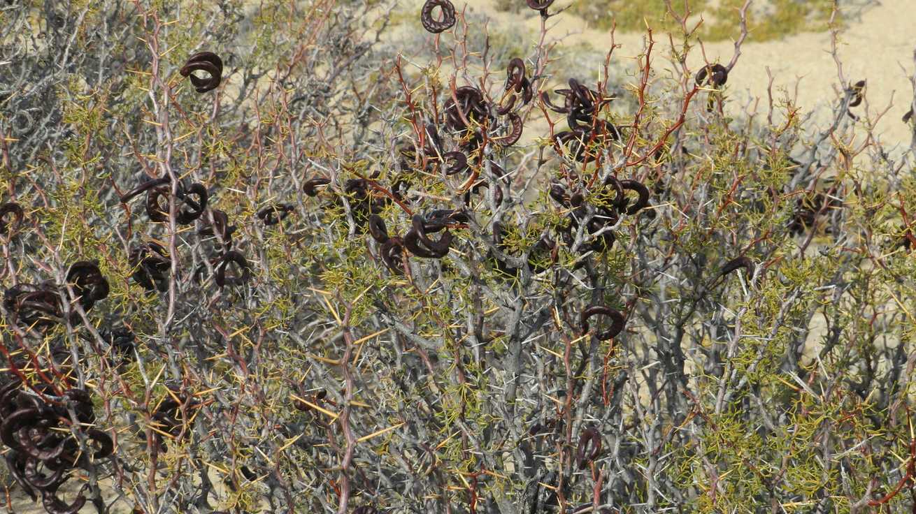 Neltuma denudans
