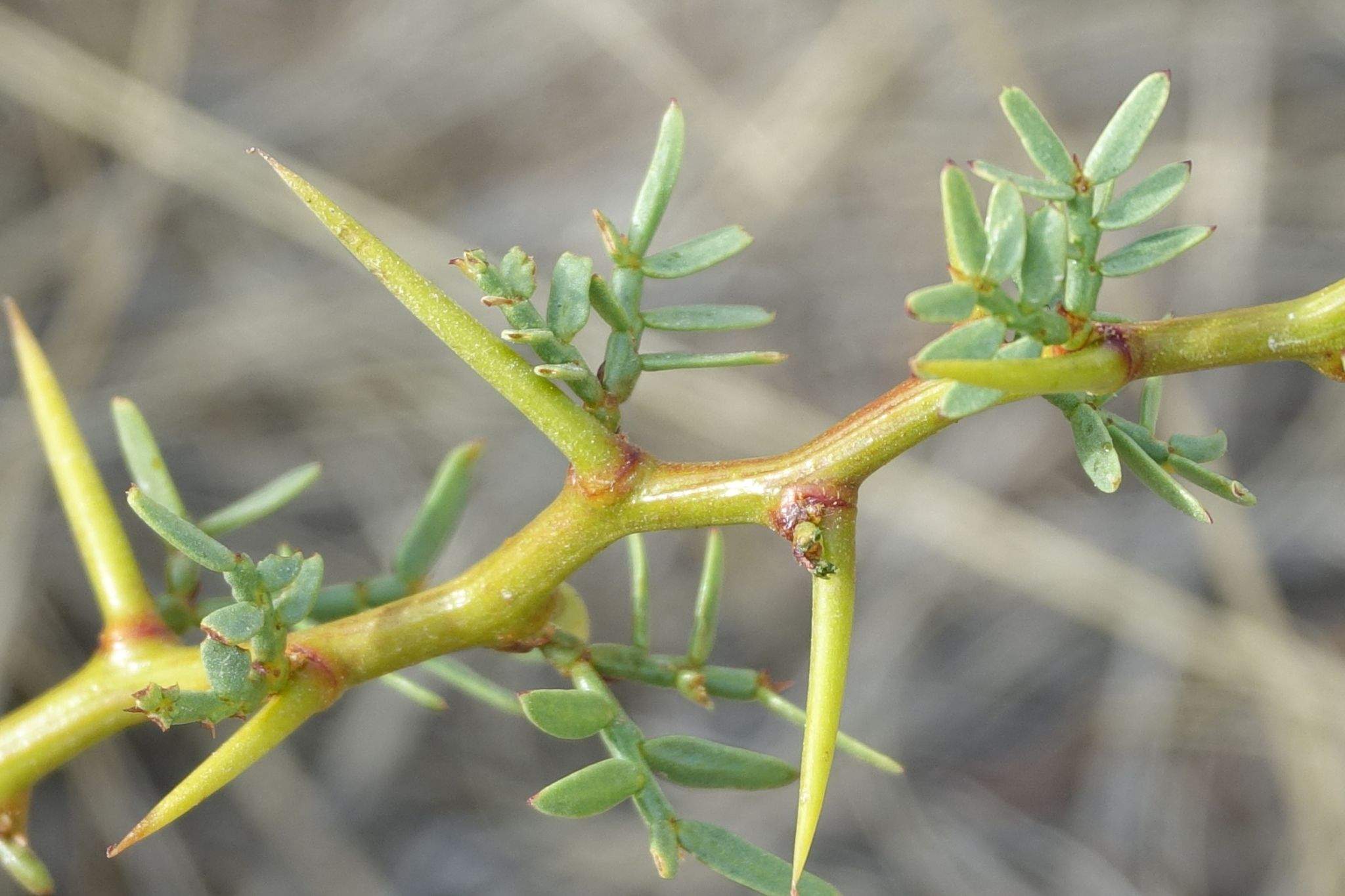 Neltuma denudans
