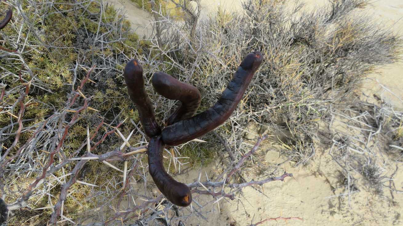Neltuma denudans