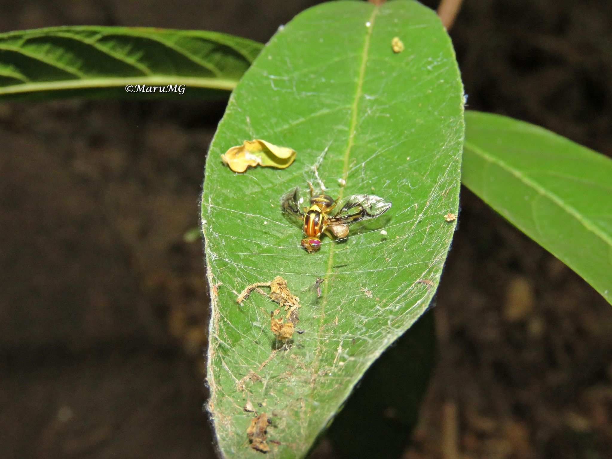 Anastrepha serpentina