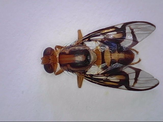 Anastrepha serpentina