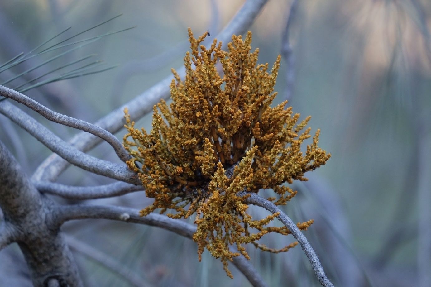 Arceuthobium occidentale