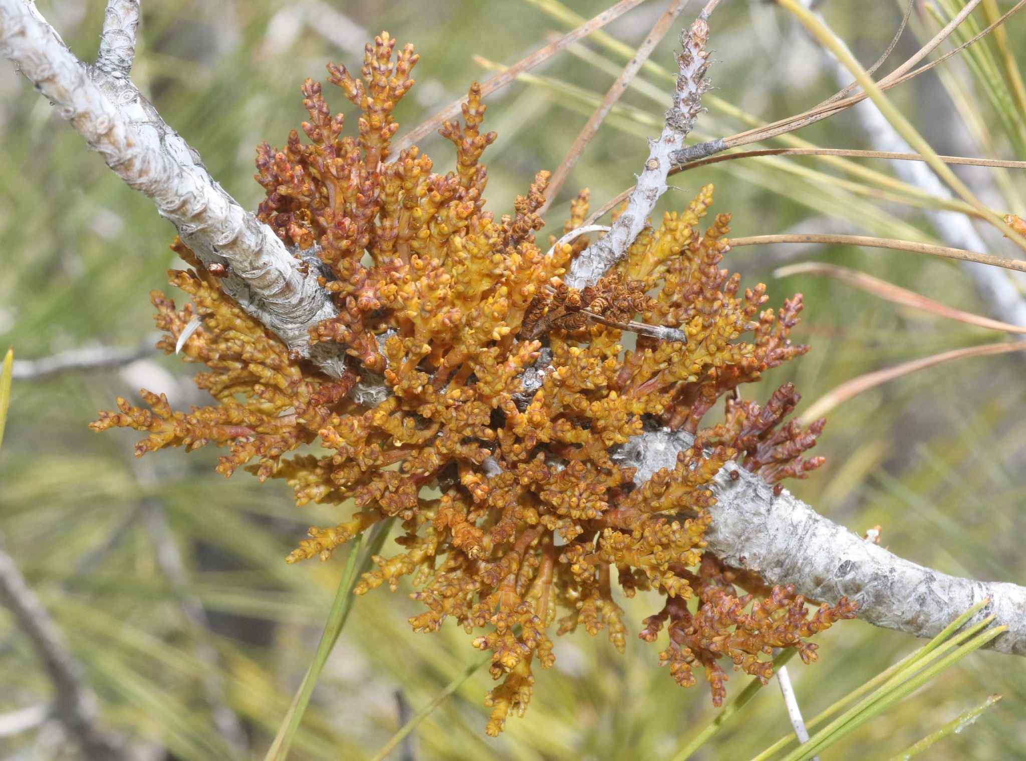 Arceuthobium occidentale