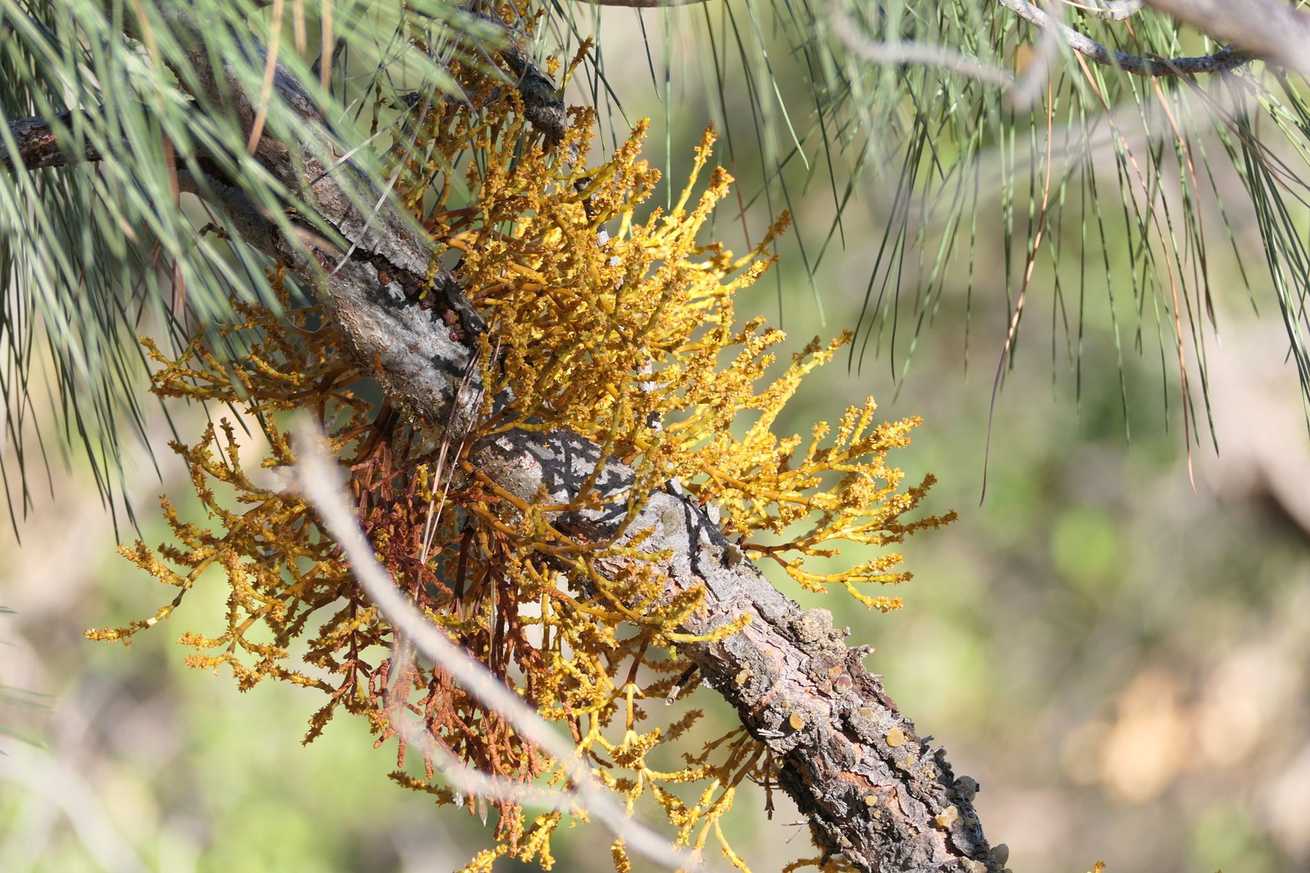 Arceuthobium occidentale