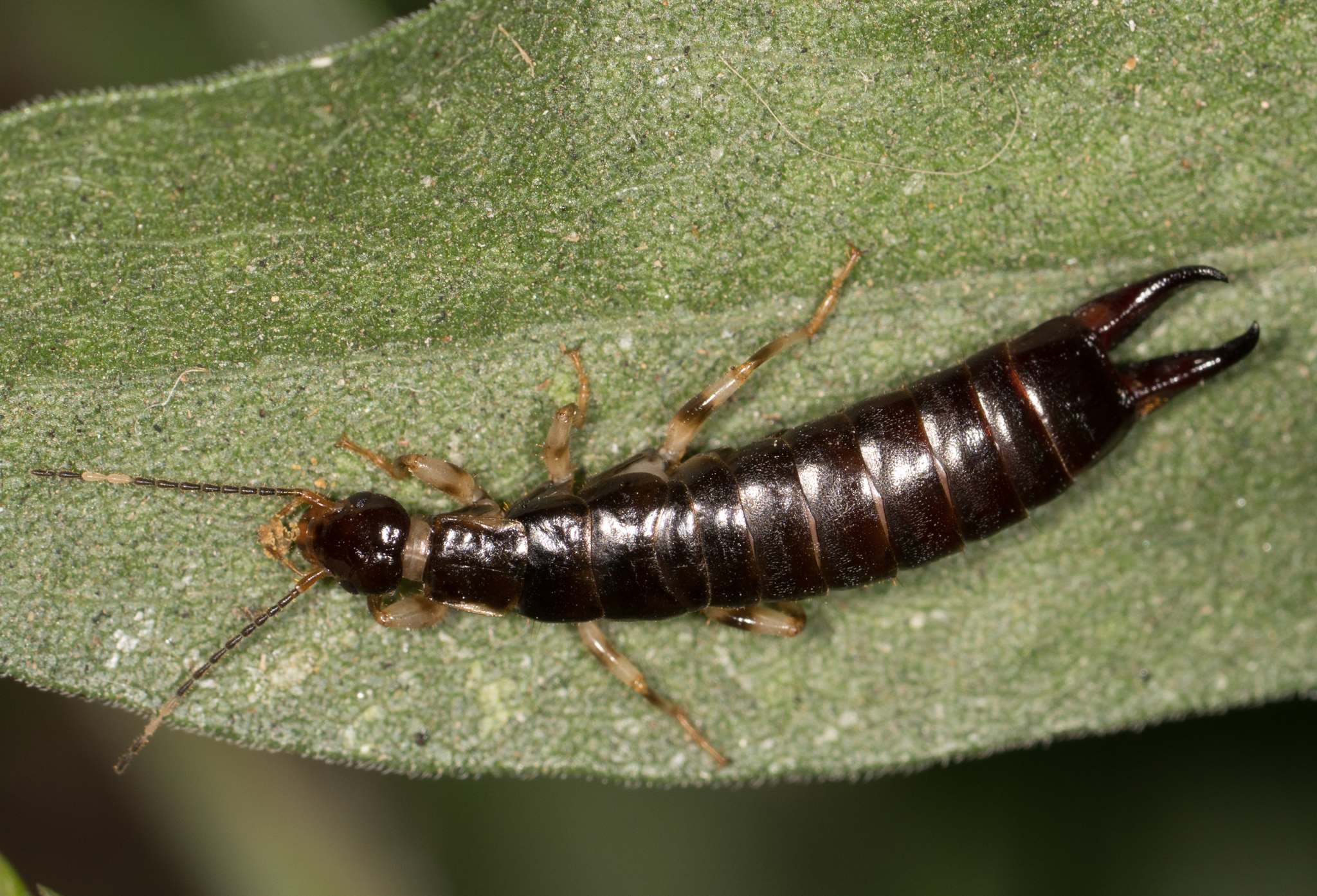 Euborellia annulipes