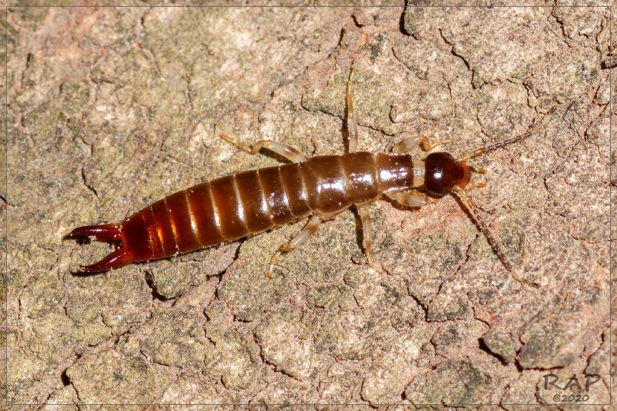 Euborellia annulipes