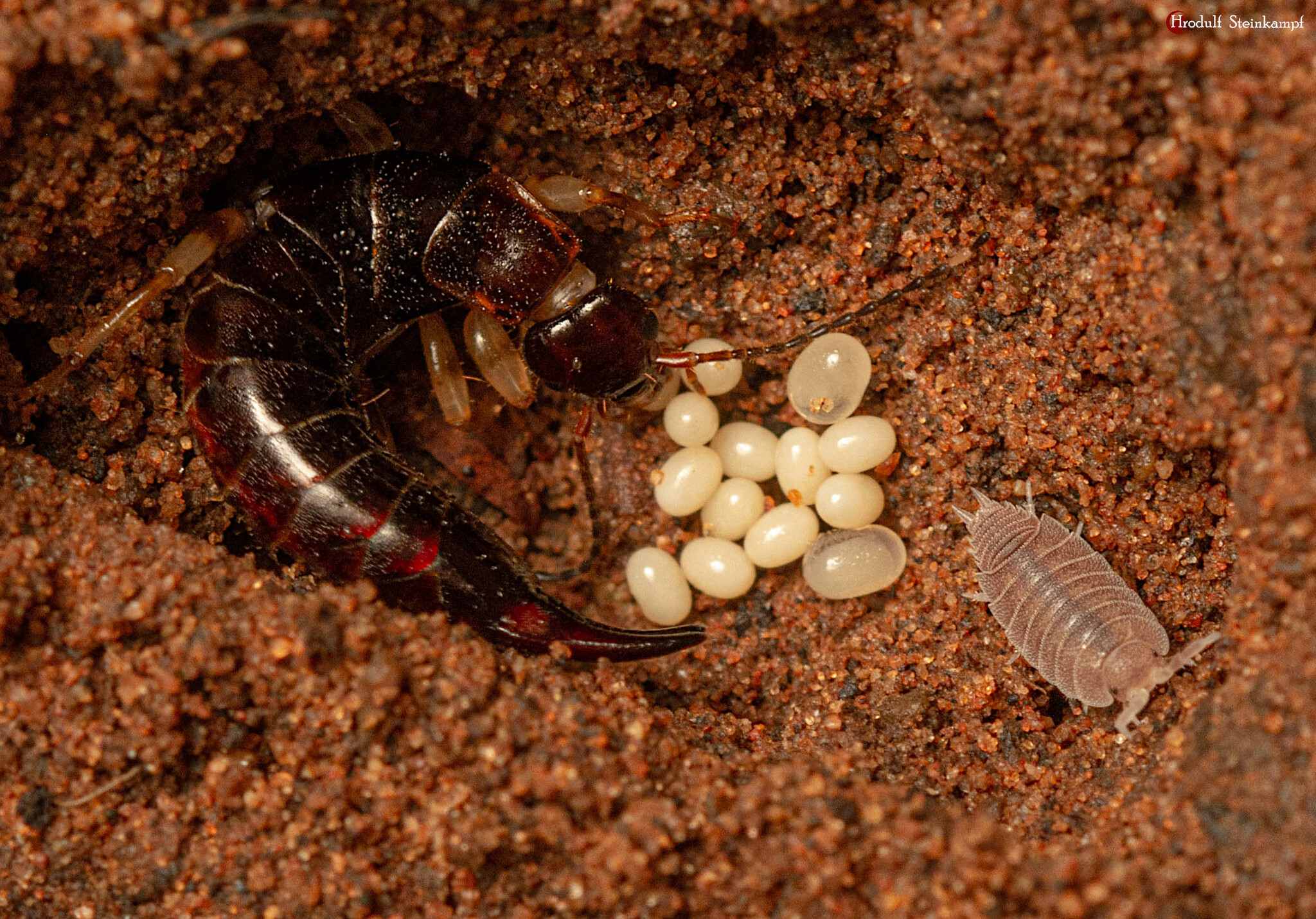 Euborellia annulipes