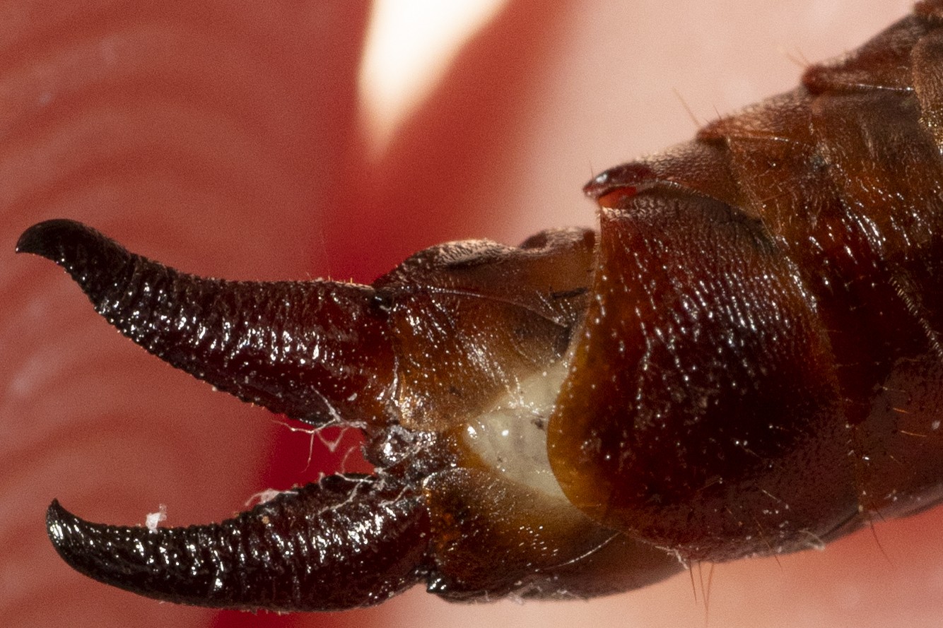 Euborellia annulipes