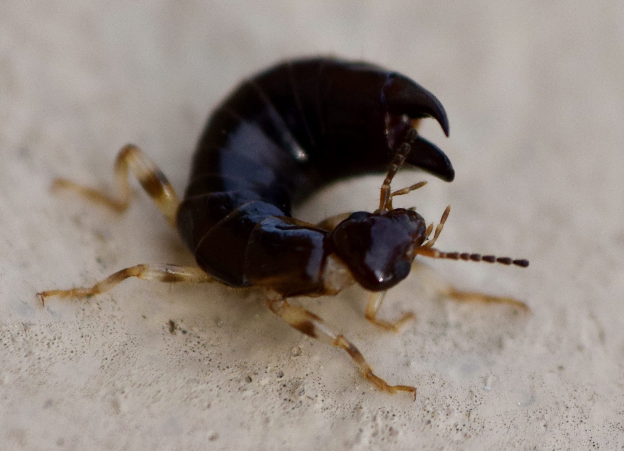 Euborellia annulipes
