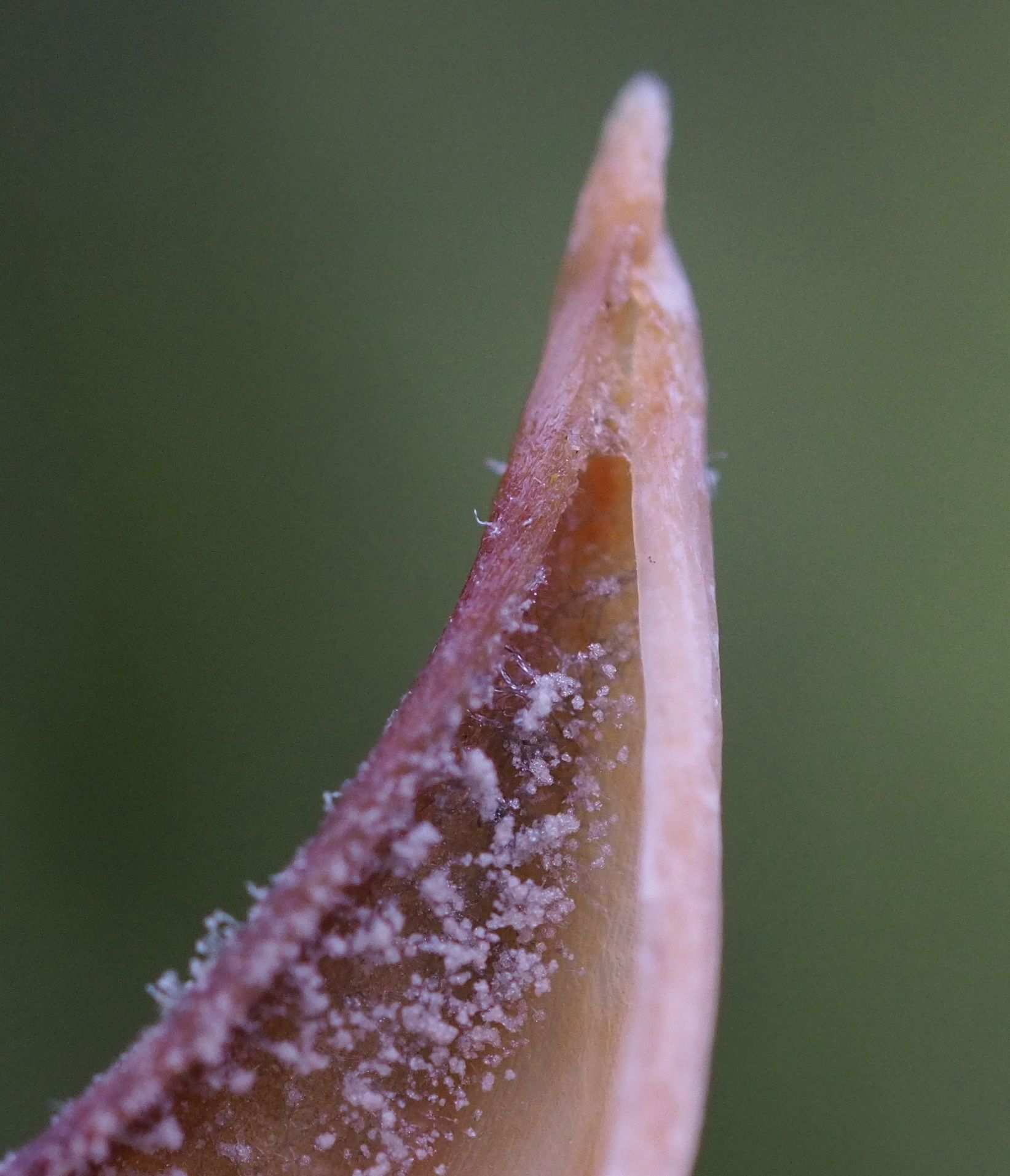 Botrytis tulipae