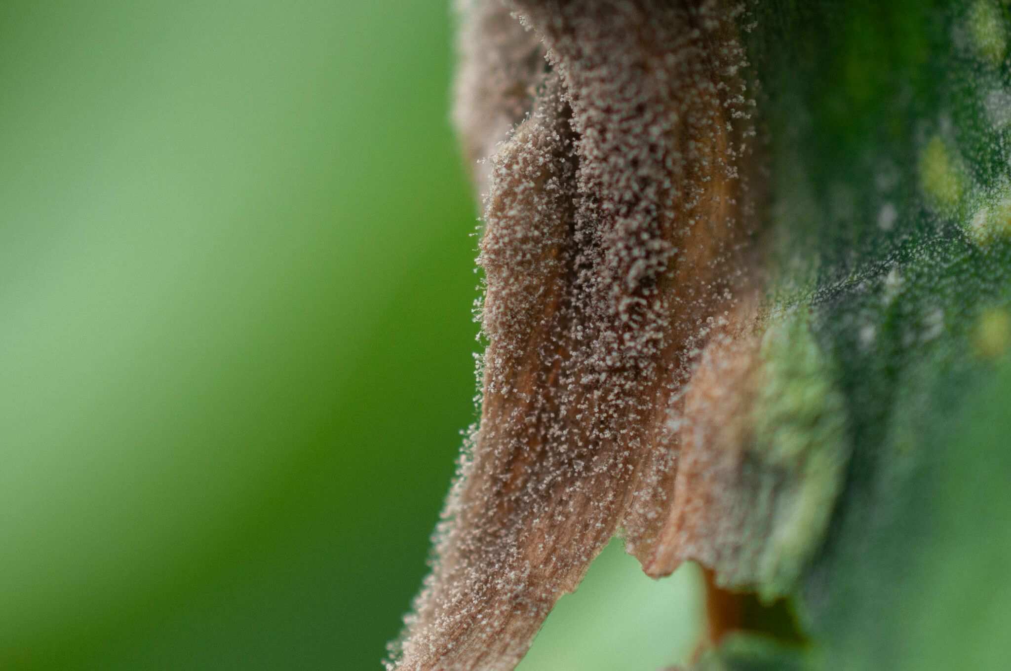 Botrytis tulipae