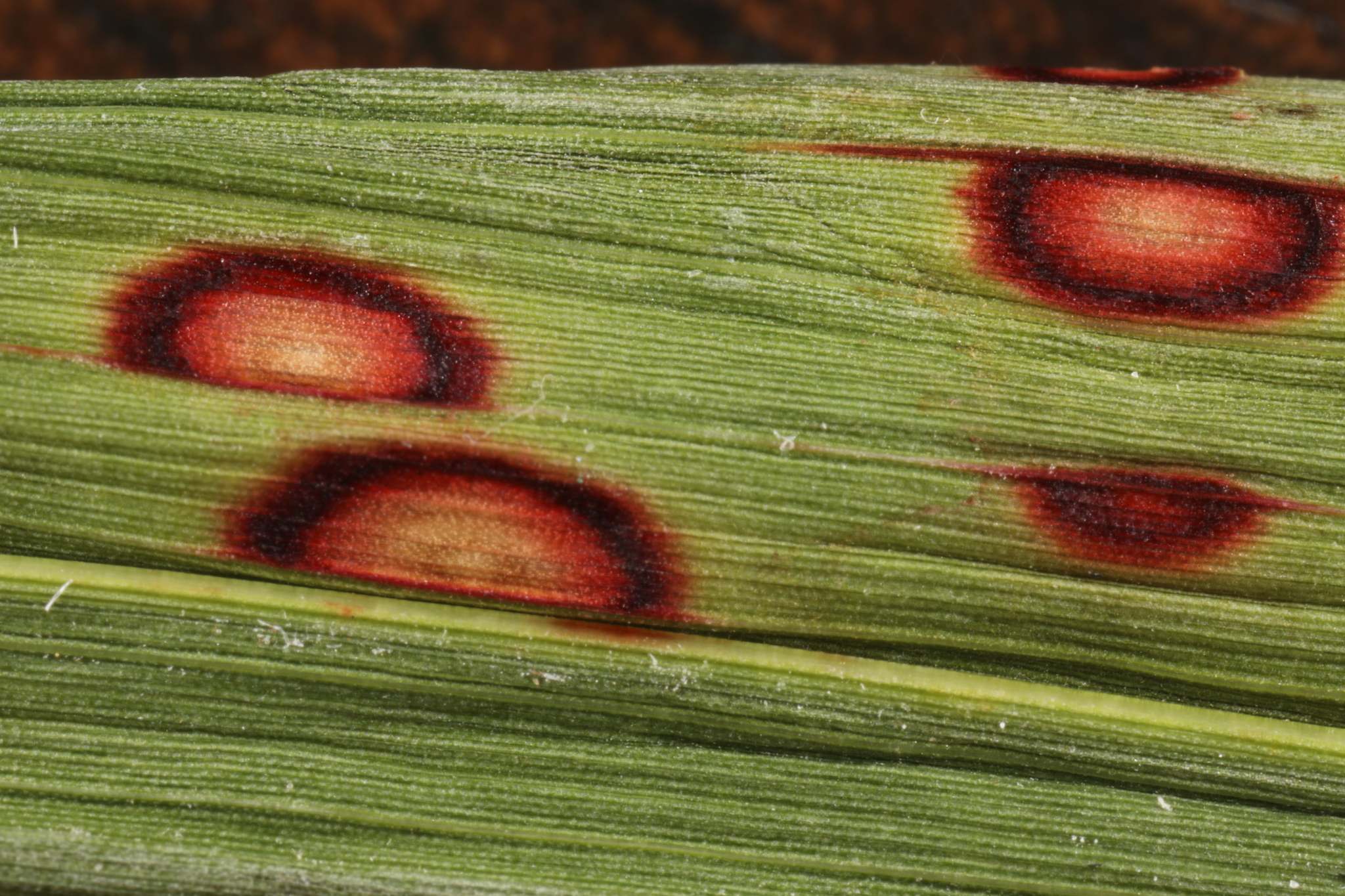 Colletotrichum sublineola