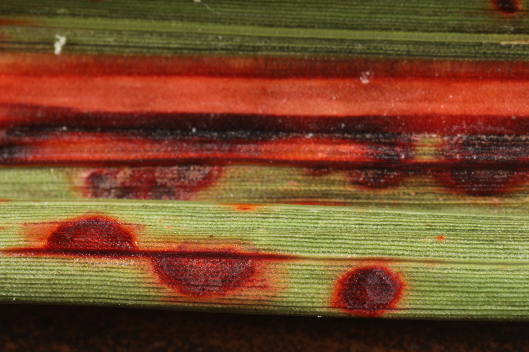 Colletotrichum sublineola