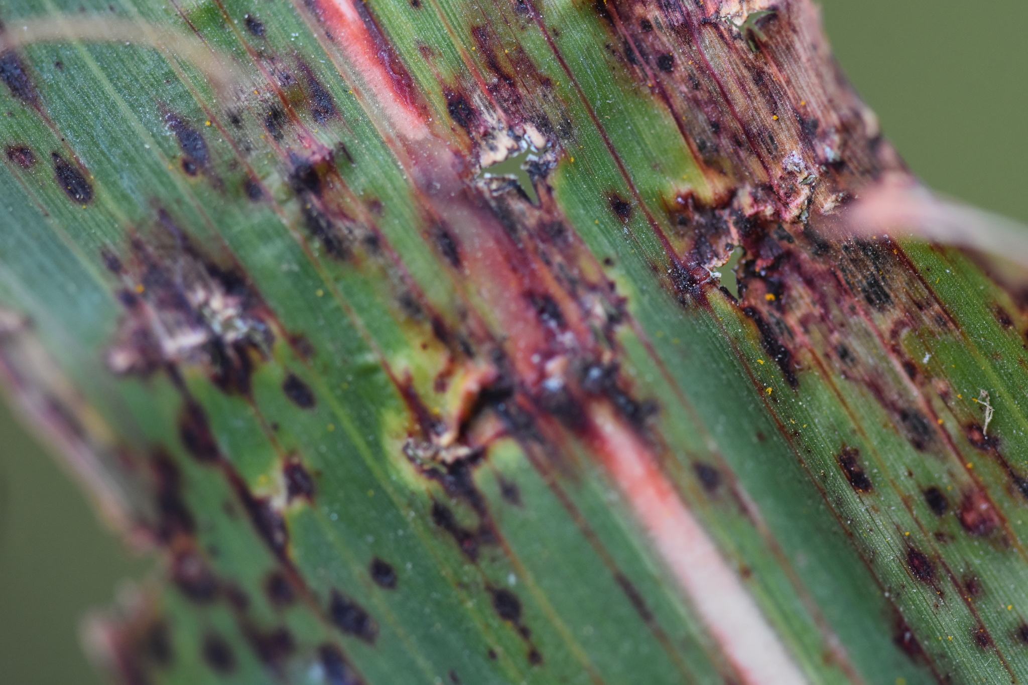Colletotrichum sublineola