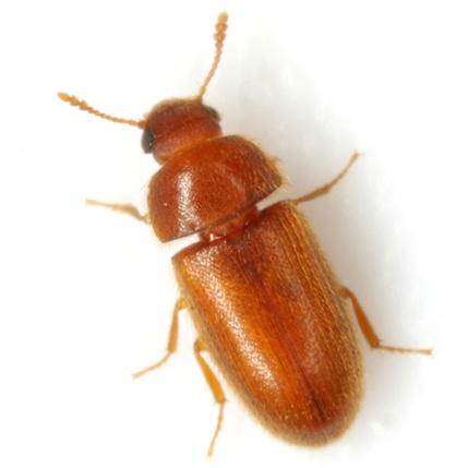 Typhaea stercorea