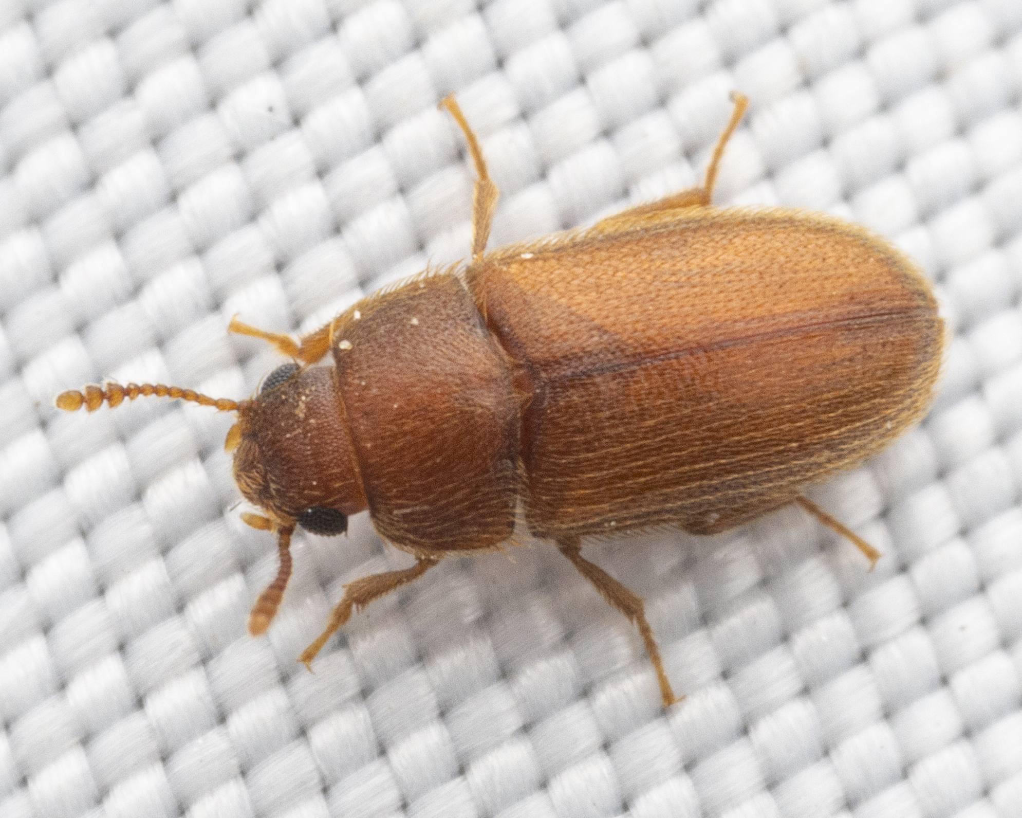 Typhaea stercorea