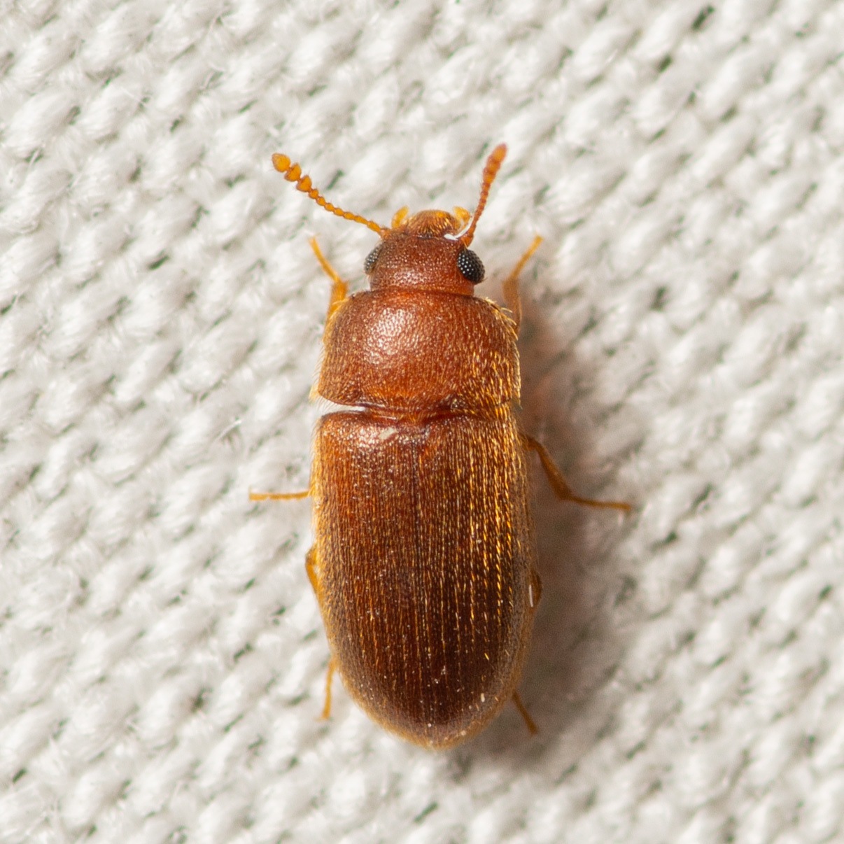 Typhaea stercorea