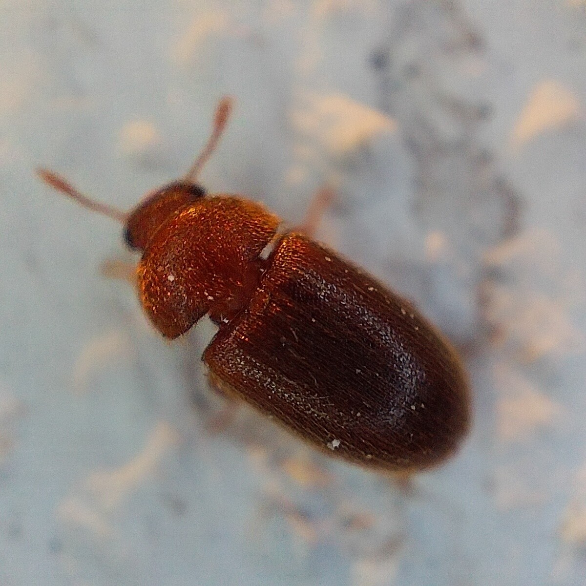 Typhaea stercorea