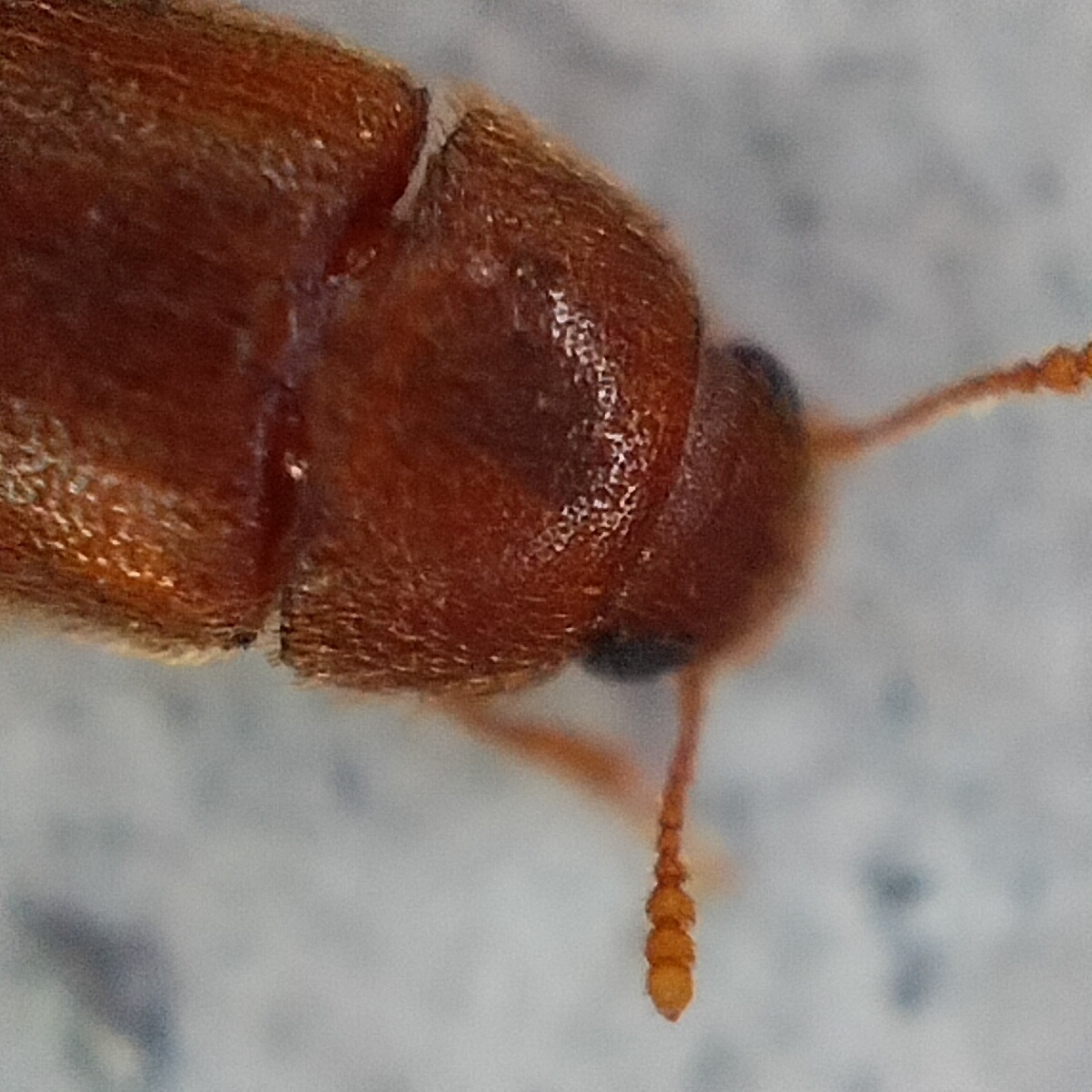 Typhaea stercorea