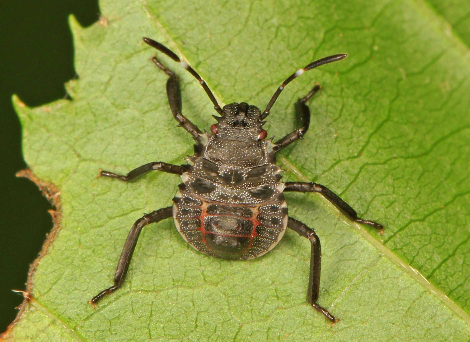 Poecilometis