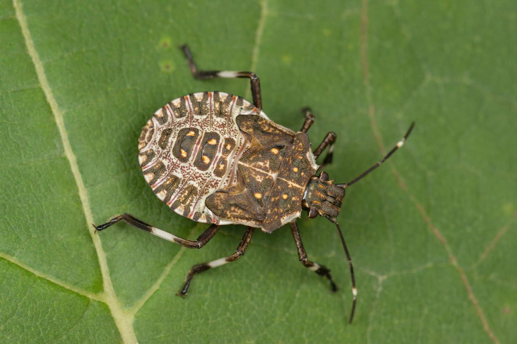 Poecilometis