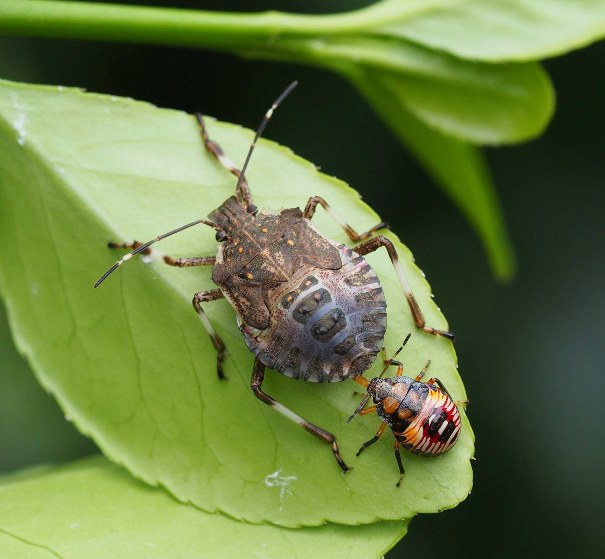 Poecilometis