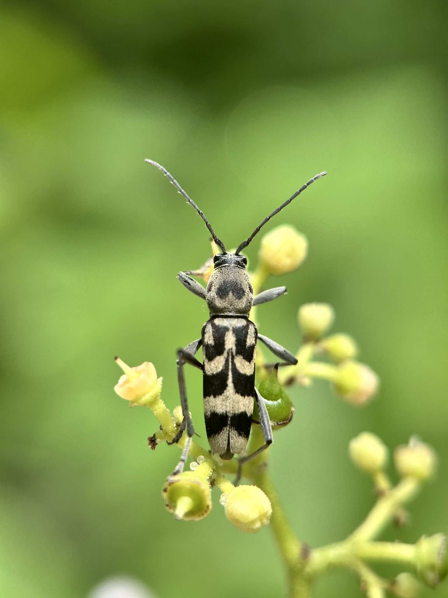 Chlorophorus diadema