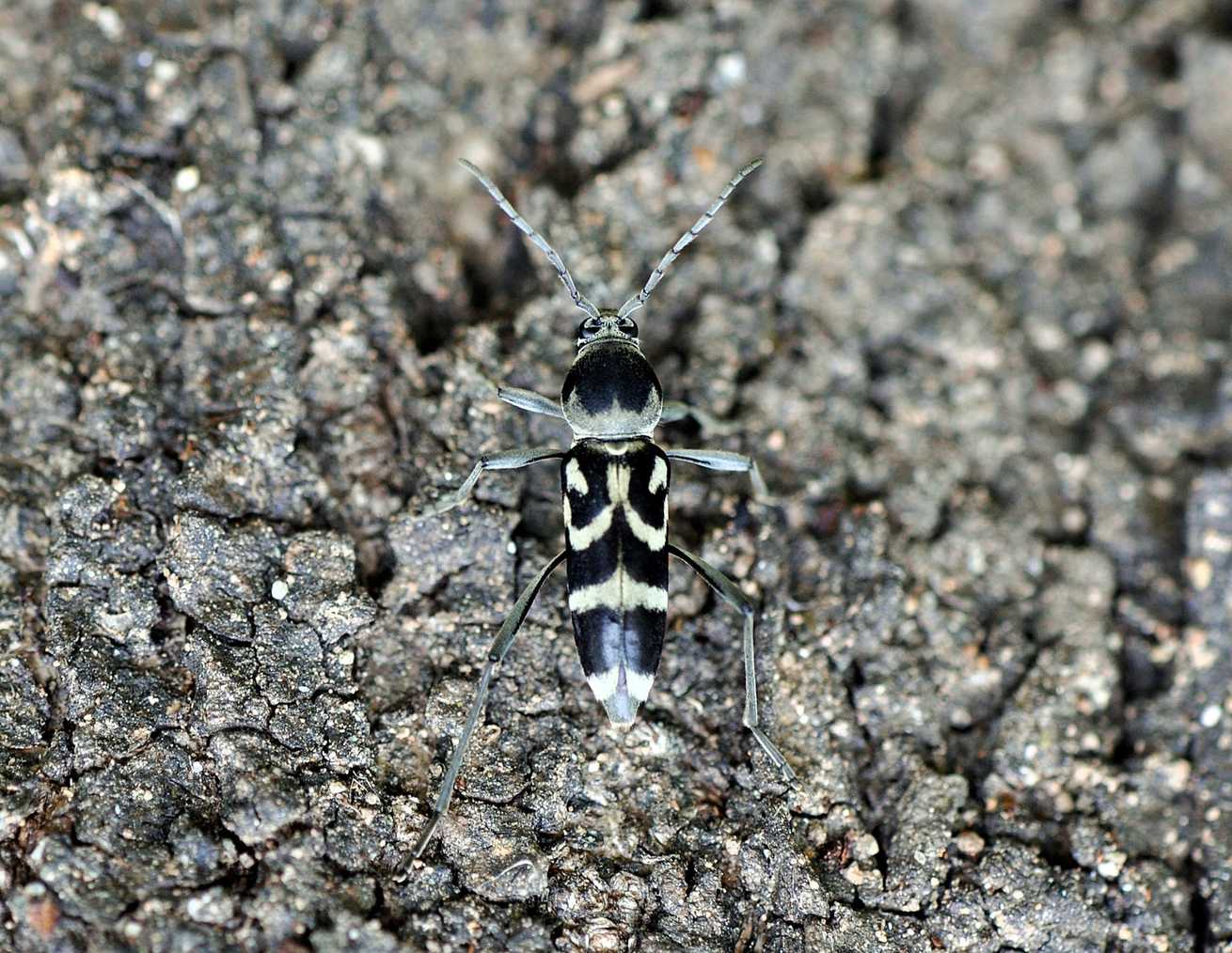 Chlorophorus diadema