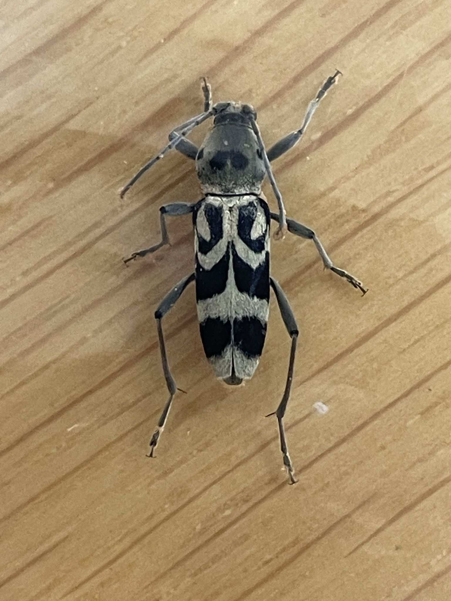 Chlorophorus diadema