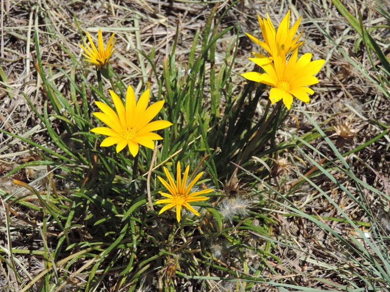 Gazania linearis