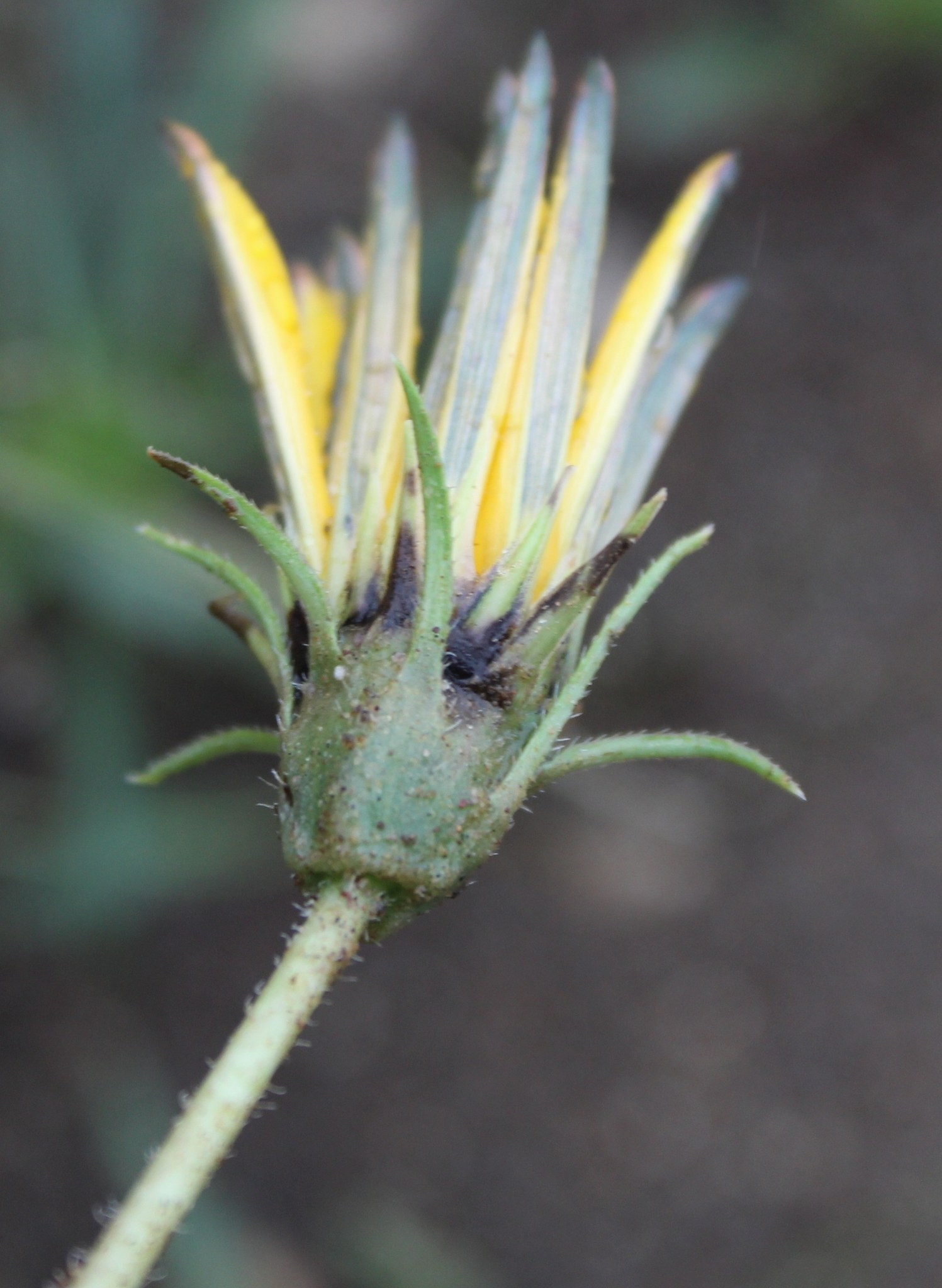 Gazania linearis