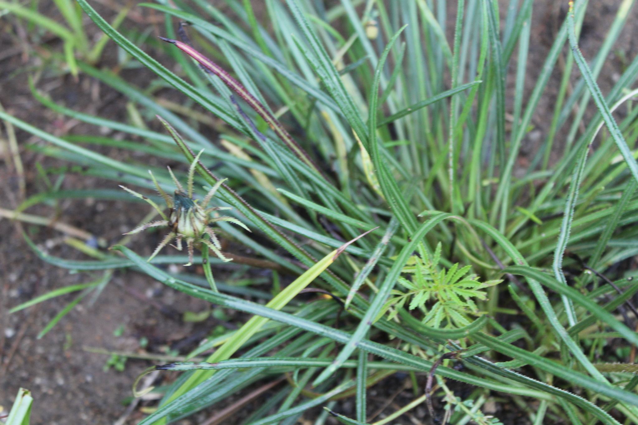 Gazania linearis