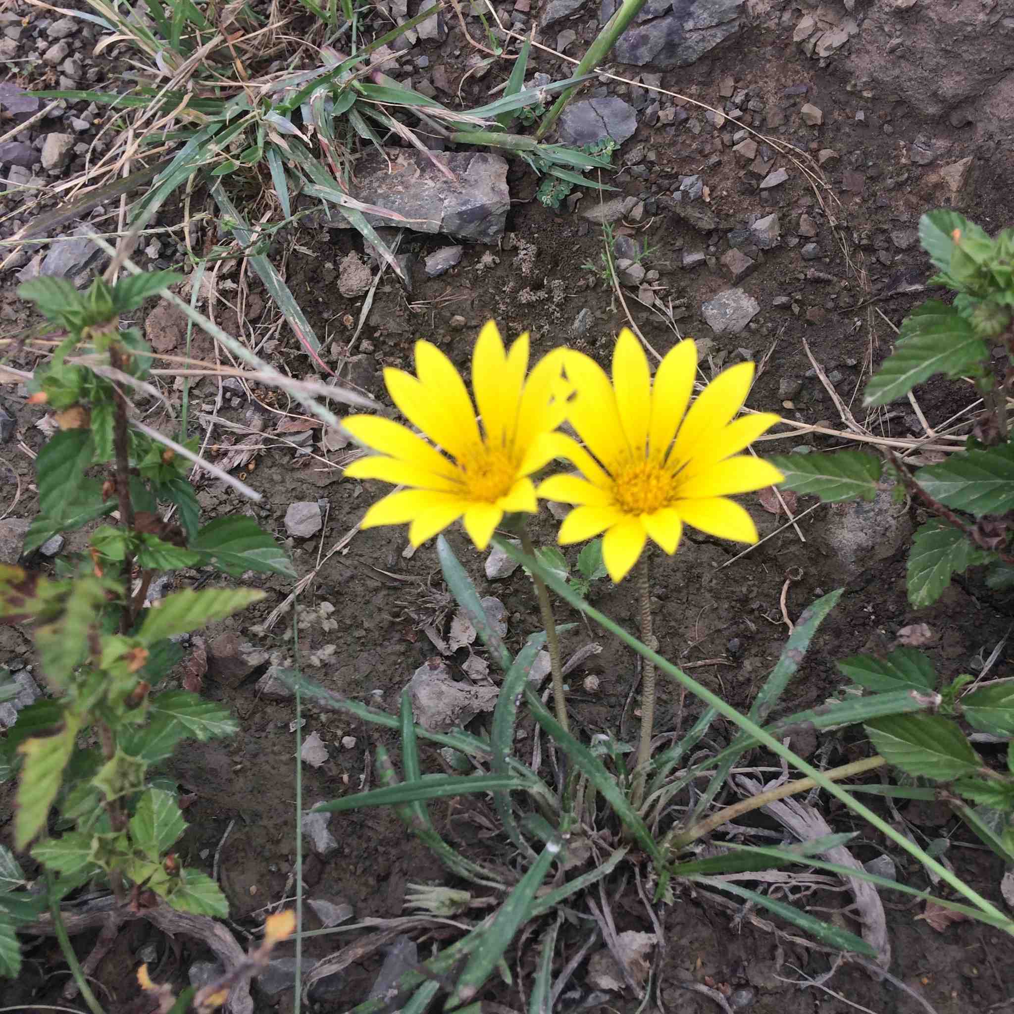 Gazania linearis